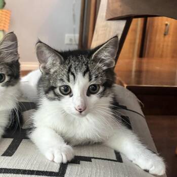 Tuna -  Domestic Short Hair Cat for Adoption in Oak Park, Illinois - Tuna | PetCurious