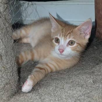Tofu -  Domestic Short Hair Cat for Adoption in Knoxville, Tennessee - Tofu | PetCurious