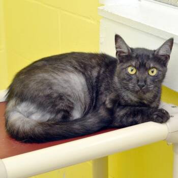 Greirat -  Domestic Short Hair and Tiger Cat for Adoption in Sanford, Florida - Greirat | PetCurious