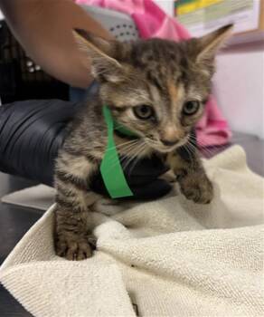 A886211 -  Domestic Short Hair Cat for Adoption in Camarillo, California - A886211 | PetCurious