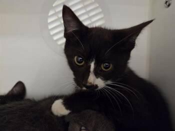 JOE -  Domestic Short Hair Cat for Adoption in Kent, Washington - JOE | PetCurious