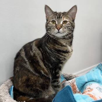 Bonnie -  Domestic Short Hair Cat for Adoption in Goshen, Indiana - Bonnie | PetCurious