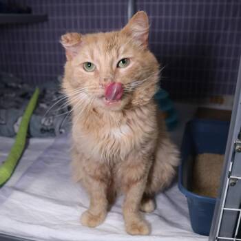 Domestic Long Hair Cats Available for Adoption - Flufftart | PetCurious