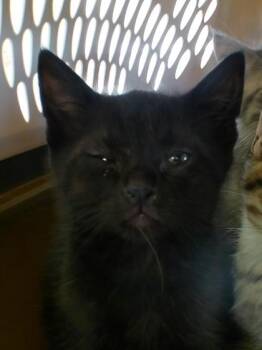 Dean -  Domestic Short Hair Cat for Adoption in West Memphis, Arkansas - Dean | PetCurious