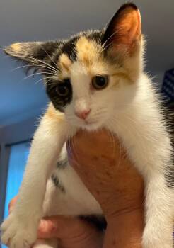 Smores -  Domestic Short Hair and Calico Cat for Adoption in Island Lake, Illinois - Smores | PetCurious