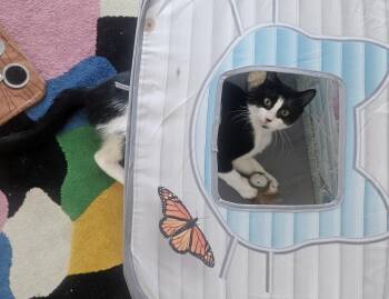 Rescue Domestic Short Hair Cats for Adoption in Sidney, British Columbia - Mookie | PetCurious