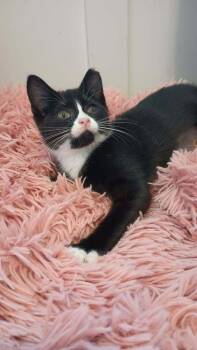 Elena ( Harvard) -  Domestic Short Hair Cat for Adoption in Ferndale, Michigan - Elena ( Harvard) | PetCurious