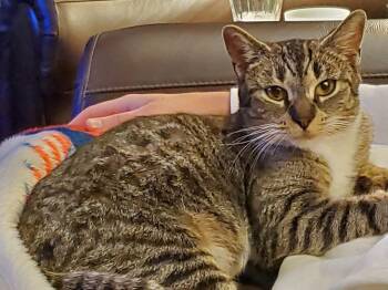 Domestic Short Hair Cats Available for Adoption in Andover, Connecticut - Amber | PetCurious
