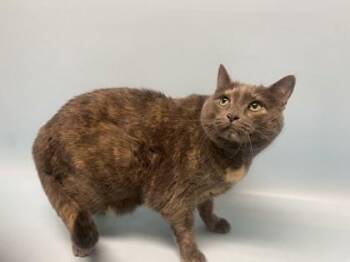 Kiki -  Domestic Short Hair Cat for Adoption in Golden Valley, Minnesota - Kiki | PetCurious