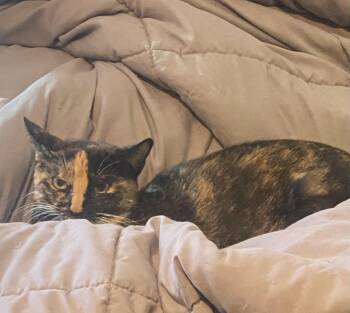 Betsy -  Domestic Short Hair Cat for Adoption in Bradford, Alabama - Betsy | PetCurious