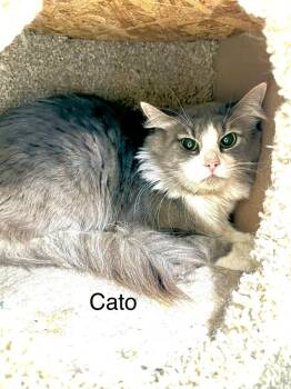 Domestic Short Hair Cats Available for Adoption - Cato | PetCurious