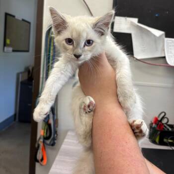 Domestic Long Hair Cats Available for Adoption in Columbiana, Alabama - Snow Leopard | PetCurious