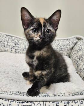 Tiger Lilly -  Domestic Short Hair Cat for Adoption in Fremont, Ohio - Tiger Lilly | PetCurious
