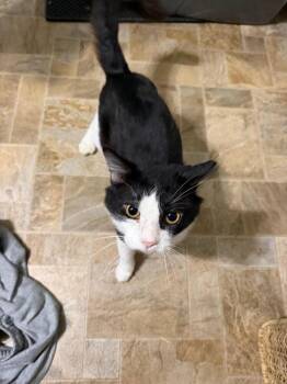 Bowser -  Domestic Short Hair Cat for Adoption in Linton, Indiana - Bowser | PetCurious