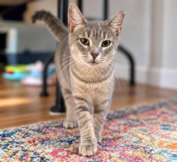 Zuly Solis (professional biscuit maker) -  Domestic Short Hair Cat for Adoption in Stowe, Pennsylvania - Zuly Solis (professional Biscuit Maker) | PetCurious