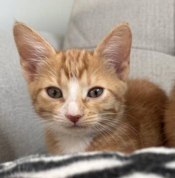 TWIX -  Domestic Short Hair Cat for Adoption in Burbank, California - TWIX | PetCurious