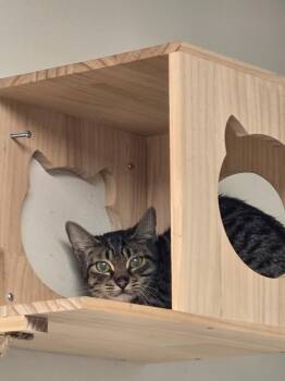 Domestic Short Hair Cats Available for Adoption - Baby | PetCurious