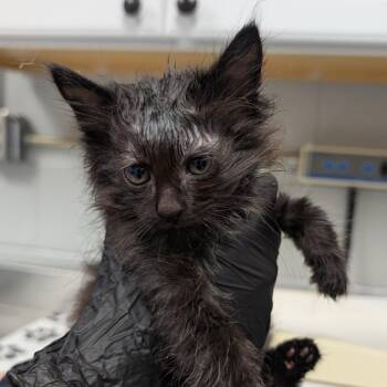 Pocus -  Domestic Medium Hair Cat for Adoption in Greenville, South Carolina - Pocus | PetCurious