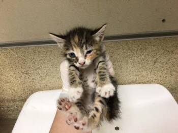 ELEKTRA -  Domestic Medium Hair Cat for Adoption in Riverside, California - ELEKTRA | PetCurious