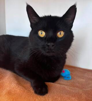 Kiki (ID 51937) -  Domestic Short Hair Cat for Adoption in Manassas, Virginia - Kiki (ID 51937) | PetCurious