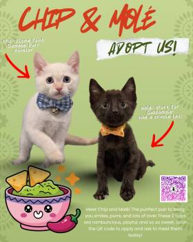 Mole -  Domestic Short Hair Cat for Adoption in Fremont, California - Mole | PetCurious
