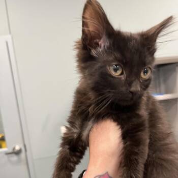 Strawberry -  Domestic Short Hair Cat for Adoption in Greensboro, North Carolina - Strawberry | PetCurious
