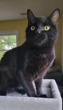 Rescue Domestic Short Hair Cats for Adoption in Manchester, Connecticut - Velvet | PetCurious