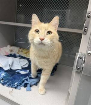 CHILI DOG -  Domestic Short Hair Cat for Adoption in Omaha, Nebraska - CHILI DOG | PetCurious