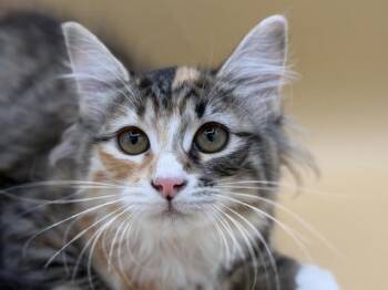 Tansy -  Domestic Long Hair Cat for Adoption in Portland, Oregon - Tansy | PetCurious