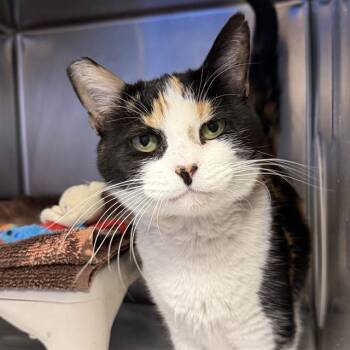 GABBY -  Domestic Short Hair Cat for Adoption in Las Vegas, Nevada - GABBY | PetCurious