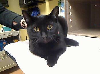 MOO -  Domestic Short Hair Cat for Adoption in Cookeville, Tennessee - MOO | PetCurious