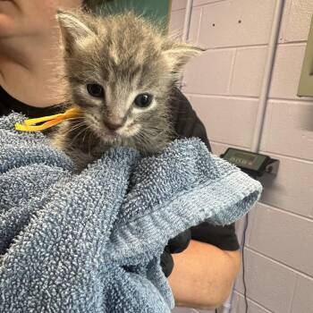 Chai (Yellow Collar) -  Domestic Short Hair Cat for Adoption in Newport, Tennessee - Chai (Yellow Collar) | PetCurious