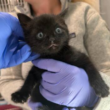 Thing 1 -  Domestic Short Hair Cat for Adoption in Scituate, Massachusetts - Thing 1 | PetCurious