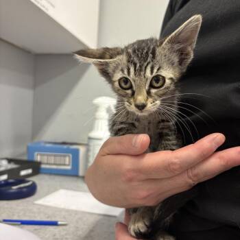 Grapefruit -  Domestic Short Hair Cat for Adoption in Spokane, Washington - Grapefruit | PetCurious
