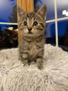 Rescue Domestic Short Hair Cats for Adoption - Aurora | PetCurious