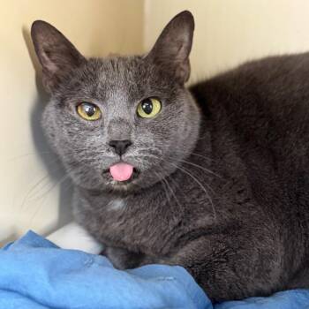 Domestic Short Hair Cats Available for Adoption in Fredericksburg, Virginia - Deepbarrow | PetCurious