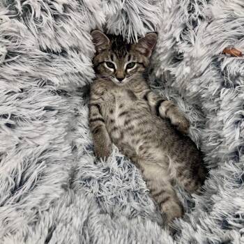 American Shorthair Cats Available for Adoption in Freeport, Florida - Funnel Cake | PetCurious