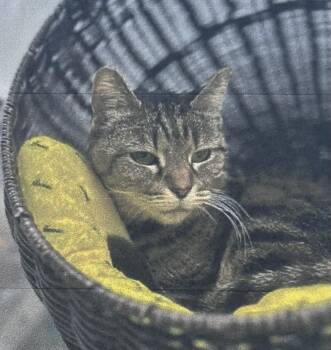 Leia Freeport -  Domestic Short Hair Cat for Adoption in Westbury, New York - Leia Freeport | PetCurious