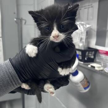 Flounder @ Petco on Main Street -  Domestic Short Hair Cat for Adoption in Summerville, South Carolina - Flounder @ Petco On Main Street | PetCurious