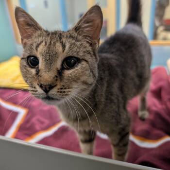 Auggie -  Domestic Short Hair Cat for Adoption in Suffolk, Virginia - Auggie | PetCurious