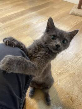 Domestic Long Hair Cats Available for Adoption in North Richland Hills, Texas - Fuzzy | PetCurious