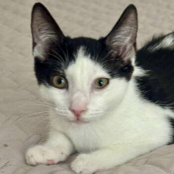 Kalea -  Domestic Short Hair Cat for Adoption in Memphis, Tennessee - Kalea | PetCurious