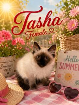 TASHA AVAILABLE AT PETSMART NORTHWEST RENO -  Siamese Cat for Adoption in Reno, Nevada - TASHA AVAILABLE AT PETSMART NORTHWEST RENO | PetCurious