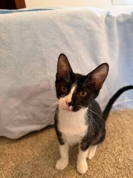 BK -  Tuxedo Cat for Adoption in Mobile, Alabama - BK | PetCurious