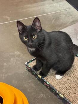 Tuxedo Cats Available for Adoption - BARON | PetCurious