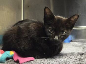 A1049095 -  Domestic Short Hair Cat for Adoption in Martinez, California - A1049095 | PetCurious