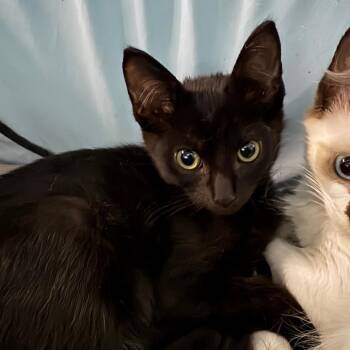 Asta 29717 -  Domestic Short Hair Cat for Adoption in Middleburg, Florida - Asta 29717 | PetCurious