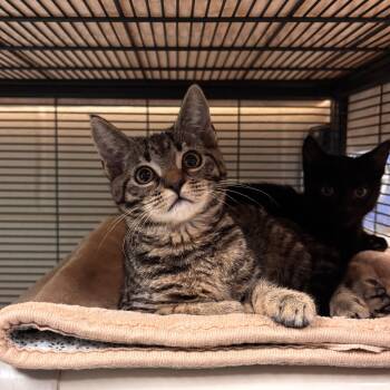 Jwoww -  Domestic Short Hair Cat Available for Adoption in Charleston, South Carolina - Jwoww | PetCurious
