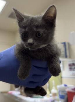 TOMMY -  Domestic Short Hair Cat for Adoption in Riverside, California - TOMMY | PetCurious