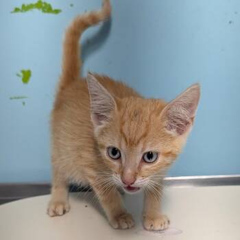 Milo -  Domestic Short Hair Cat for Adoption in Jefferson City, Tennessee - Milo | PetCurious